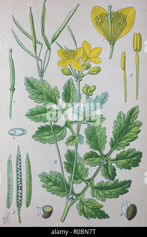 Digital improved high quality reproduction: Chelidonium majus, commonly known as greater celandine, nipplewort, swallowwort, or tetterwort, which also refers to Sanguinaria canadensis, is a herbaceous perennial plant, one of two species in the genus Chelidonium Stock Photo