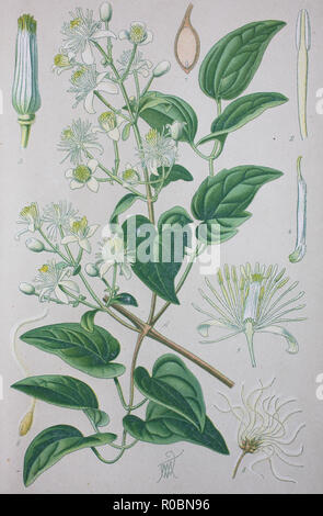 Digital improved high quality reproduction: Clematis vitalba, also known as old man's beard and traveller's joy, is a shrub of the Ranunculaceae family Stock Photo