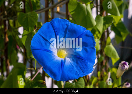 Blue morning glory Ipomoea violacea, Bavaria, Germany, Europe Stock Photo