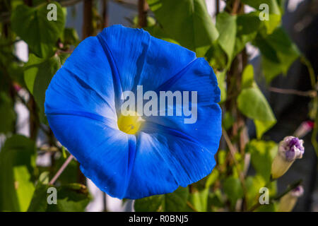 Blue morning glory Ipomoea violacea, Bavaria, Germany, Europe Stock Photo
