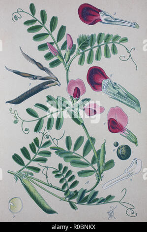 Digital improved high quality reproduction: Vicia sativa, known as the common vetch, garden vetch, tare or simply vetch, is a nitrogen-fixing leguminous plant in the family Fabaceae Stock Photo