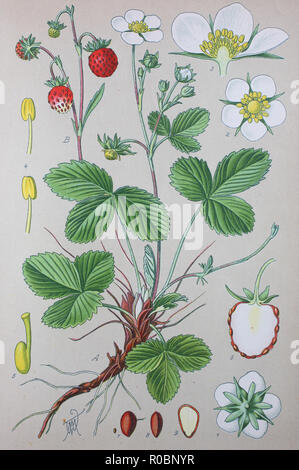 Digital improved high quality reproduction: Fragaria vesca, commonly called wild strawberry, woodland strawberry, Alpine strawberry, Carpathian Strawberry, European strawberry, or fraisier des bois, is a perennial herbaceous plant in the rose family Stock Photo