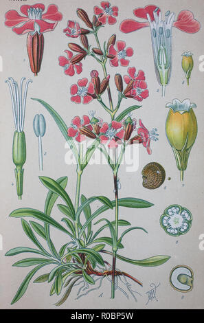 Digital improved high quality reproduction: Silene viscaria, the sticky catchfly or clammy campion, is a flowering plant in the family Caryophyllaceae Stock Photo