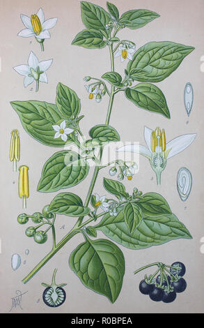 Digital improved high quality reproduction: Solanum nigrum, European black nightshade, is a species in the genus Solanum, native to Eurasia and introduced in the Americas, Australasia, and South Africa. It is also known as black nightshade Stock Photo