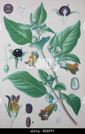 Digital improved high quality reproduction: Atropa belladonna, commonly known as belladonna or deadly nightshade, is a perennial herbaceous plant in the nightshade family Solanaceae Stock Photo