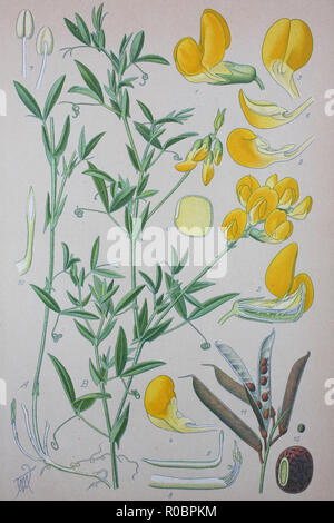 Digital improved high quality reproduction: Lathyrus pratensis or meadow vetchling, meadow pea and meadow pea-vine, is a perennial legume Stock Photo