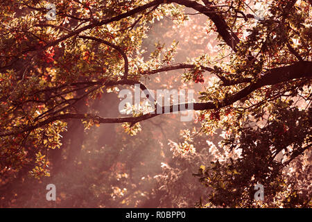 Sun beams shining through tree branches Stock Photo
