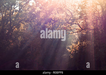 Sun beams shining through tree branches Stock Photo