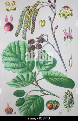 Digital improved high quality reproduction: Alnus glutinosa, the common alder, black alder, European alder or just alder, is a species of tree in the family Betulaceae Stock Photo