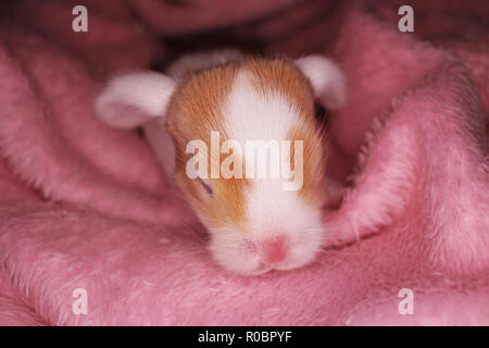 Bunny rabbit newborn lop kit 1 day old baby bunnies new born pets Stock Photo