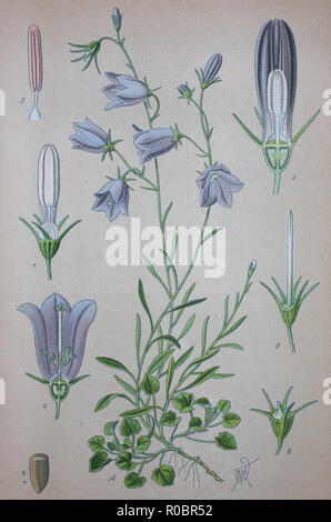 Digital improved high quality reproduction: Campanula rotundifolia, the harebell, is a herbaceous perennial flowering plant in the bellflower family Campanulaceae Stock Photo