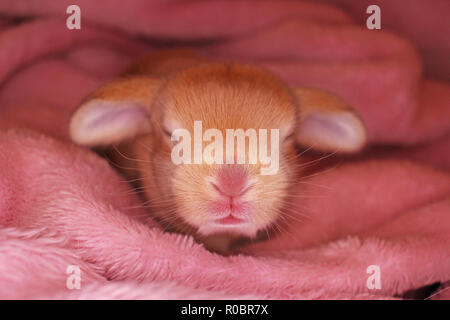 Bunny rabbit newborn lop kit 1 day old baby bunnies new born pets Stock Photo