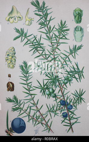 Digital improved high quality reproduction: Juniperus communis, the common juniper, is a species of conifer in the genus Juniperus, in the family Cupressaceae Stock Photo
