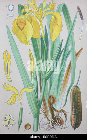Digital improved high quality reproduction: Iris pseudacorus, yellow flag, yellow iris, water flag, is a species of flowering plant of the family Iridaceae Stock Photo