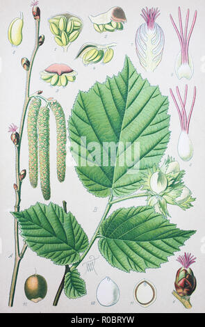 Digital improved high quality reproduction: Corylus avellana, the common hazel, is a species of hazel Stock Photo