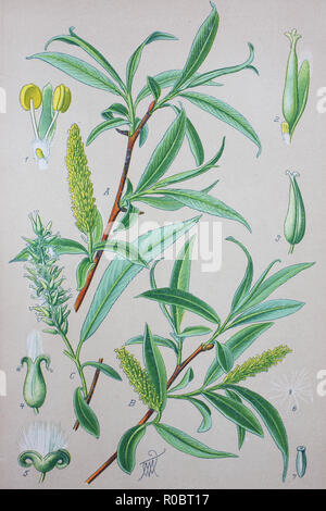 Digital improved high quality reproduction: Salix fragilis, with the common names crack willow and brittle willow, is a species of willow Stock Photo