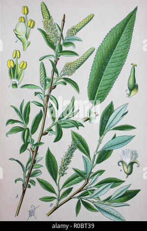 Digital improved high quality reproduction: Salix amygdaloides, the peachleaf willow, is a species of willow Stock Photo