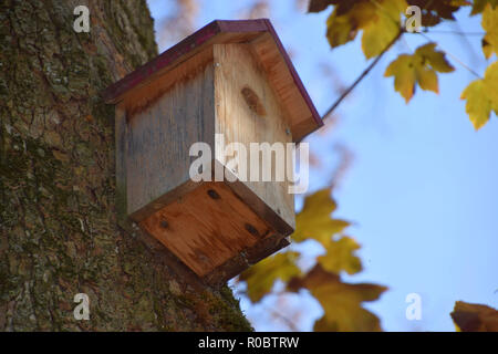 wooden birdhouse on a maple tree viewed from below, handmade wooden birdhouse attached to a maple tree for bird protection Stock Photo