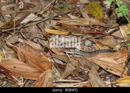 Carpet Python, Morelia spilota, Rainforest near Mission Beach, Wet Tropics, Queensland, Australia Stock Photo