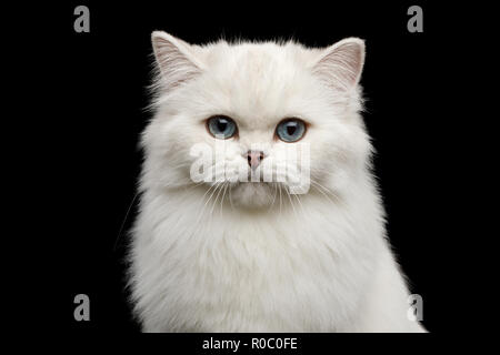 Portrait of British breed Cat, Pure White color with Blue eyes, looking in Camera on Isolated Black Background, front view Stock Photo