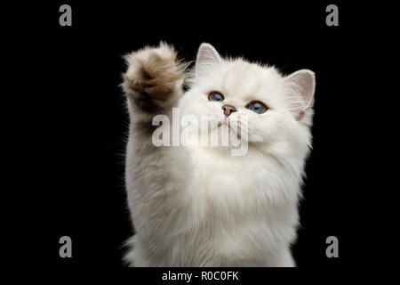 Portrait of Furry British breed Cat White color with Blue eyes, Raising paw on Isolated Black Background, front view Stock Photo