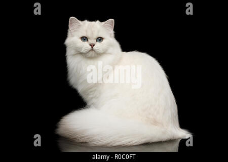 Adorable British breed Cat White color with Blue eyes, Sitting and looking in Camera on Isolated Black Background, front view Stock Photo