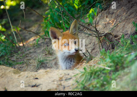 Fox kid lying on the ground near the hole. Moscow, Russia Stock Photo