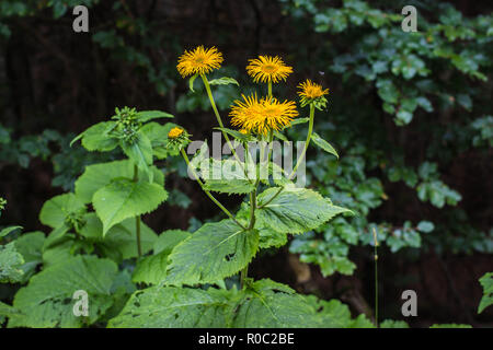 Yellow flowers of wild species heartleaf Oxeye / Telekia speciosa on the Tara mountain in Serbia Stock Photo