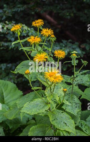 Yellow flowers of wild species heartleaf Oxeye / Telekia speciosa on the Tara mountain in Serbia Stock Photo