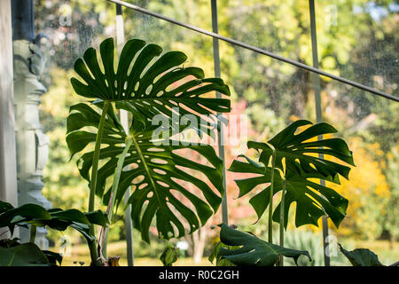 Leaves of Monstera deliciosa in green house in Botanical garden Jevremovac, Belgrade, Serbia Stock Photo