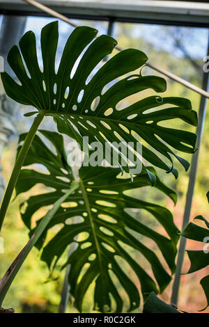 Leaves of Monstera deliciosa in green house in Botanical garden Jevremovac, Belgrade, Serbia Stock Photo