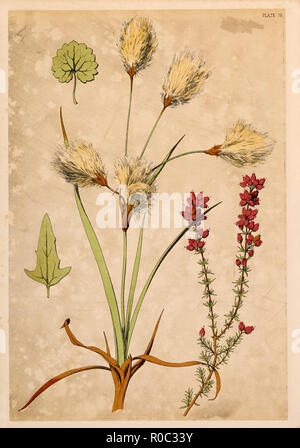 Cotton Grass and Fine Heath, Chromolithograph, 1868 Stock Photo