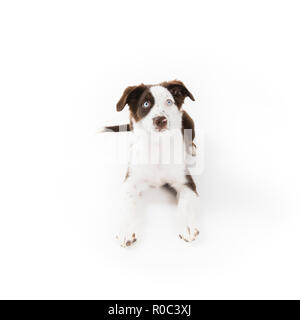 Cute mismarked red tri Miniature Australian Shepherd puppy isolated on white. Stock Photo
