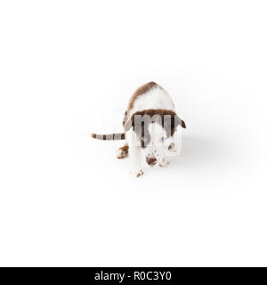 Cute mismarked red tri Miniature Australian Shepherd puppy isolated on white. Stock Photo