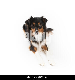 Cute adult black tri Miniature Australian Shepherd isolated on white Stock Photo