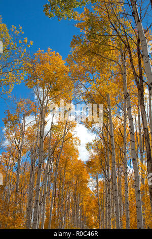 Autumn aspen trees along Battle Pass Scenic Byway in Wyoming Stock Photo