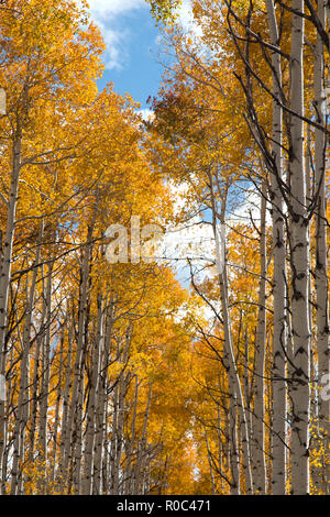 Autumn aspen trees along Battle Pass Scenic Byway in Wyoming Stock Photo