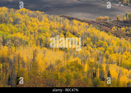 Autumn aspen trees along Battle Pass Scenic Byway in Wyoming Stock Photo