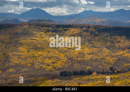 Autumn aspen trees along Battle Pass Scenic Byway in Wyoming Stock Photo