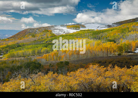 Changing Aspen - Southern Utah Mountains Stock Photo