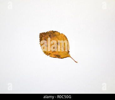 Cockspur leaf underside in autumn Stock Photo