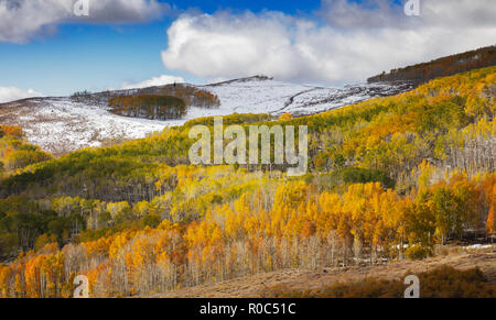 Changing Aspen - Southern Utah Mountains Stock Photo