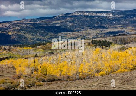 Changing Aspen - Southern Utah Mountains Stock Photo