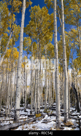 Changing Aspen - Southern Utah Mountains Stock Photo