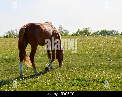 Brown horse grazing on green meadow with white flowers Dandelion, with trees in background, with space for text Stock Photo
