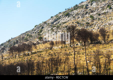 Scorched forest on the hill. Forest fires. Stock Photo