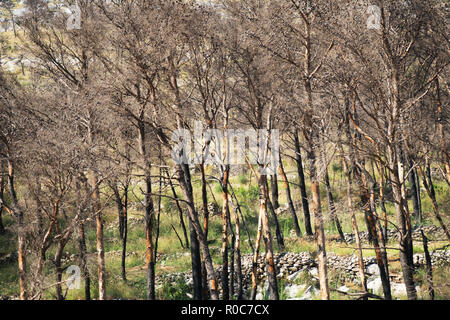 Scorched forest on the hill. Forest fires. Stock Photo