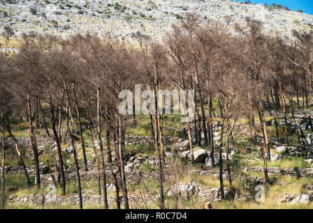 Scorched forest on the hill. Forest fires. Stock Photo
