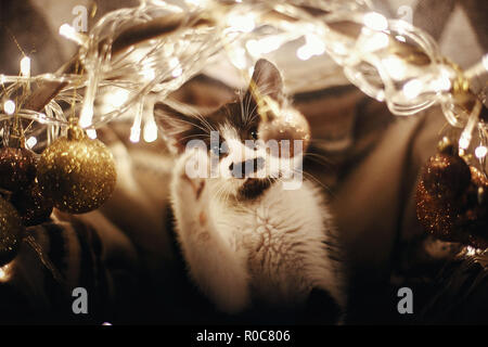 Cute kitty playing with ornaments in basket with lights under christmas tree in festive room. Adorable funny kitten with amazing eyes. Merry Christmas Stock Photo