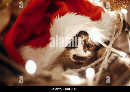 Cute kitty in santa hat sitting in basket with lights and ornaments under christmas tree in festive room. Merry Christmas concept. Adorable funny kitt Stock Photo